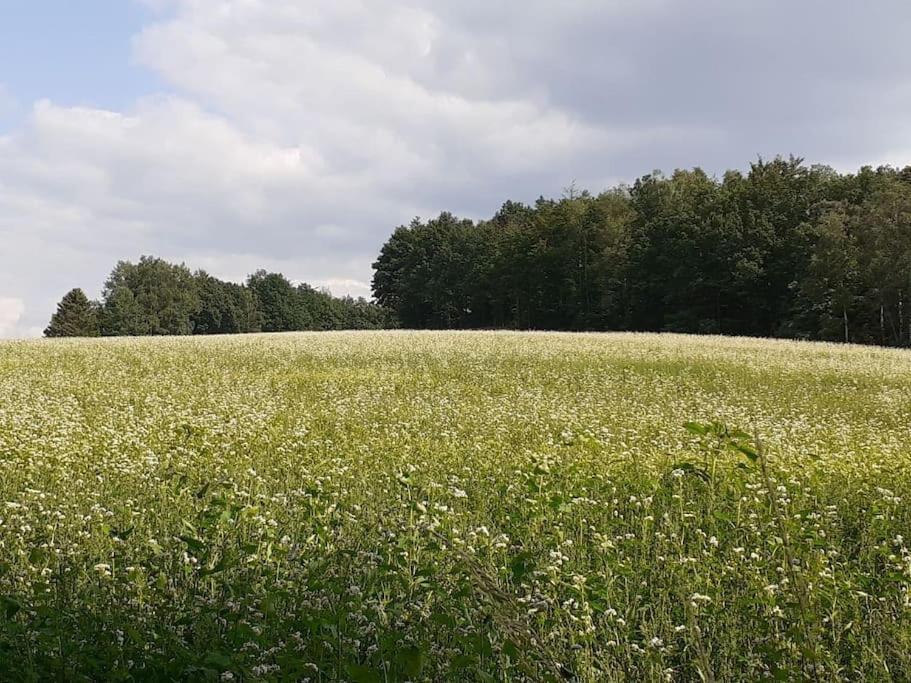 Schoene Und Ruhige Ferienwohnung In Ottendorf Sebnitz Zewnętrze zdjęcie